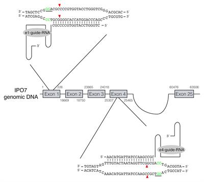 Epstein-Barr Virus Limits the Accumulation of IPO7, an Essential Gene Product